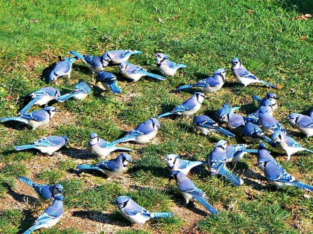 bluejays - hungry, grass, blue, fly