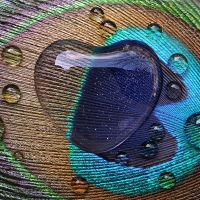 Heart Waterdrop on Peacock Feather