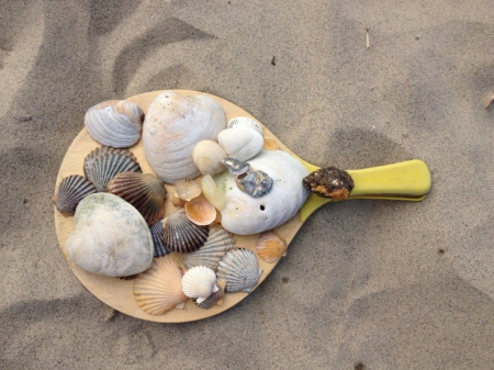 Shells - shell, shells, sand, beach