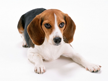 Beagle - puppy, animals, lovely, face, dog face, playful, pretty, beautiful, dogs, playful dog, sweet, cute, puppies