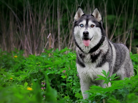 Husky - puppy, animals, lovely, face, dog face, playful, pretty, beautiful, dogs, playful dog, sweet, cute, puppies