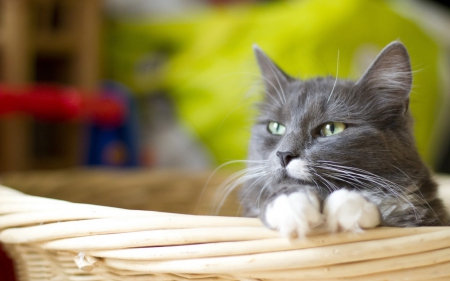 Cat - sleepy, cute, beautiful, cat, sleeping, kitty, cats, hat, cat face, paws, face, animals, pretty, beauty, sweet, kitten, lovely