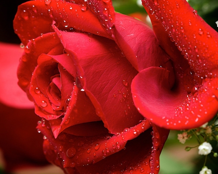 Roses - Flowers & Nature Background Wallpapers on Desktop Nexus (Image ...