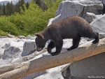Black Bear Cub