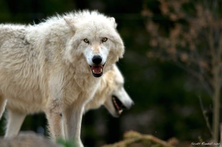 arctic wolves - friendship, canine, wolf, majestic, arctic, nature, abstract, grey wolf