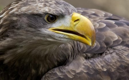 eagles - eagles, american, wallpaper, american  bird, birds