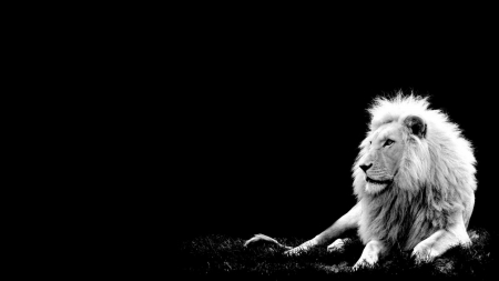 black and white - male, black and white, lion, cats