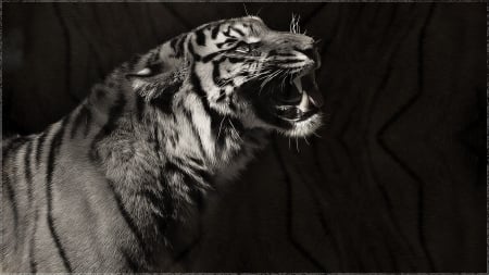 tigers - black and white, tigers, patterns, animals