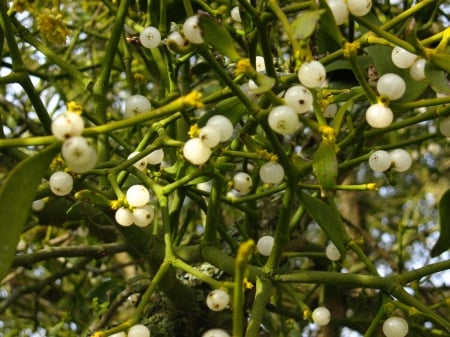 Mistletoe - tree, garden, mistletoe, flower