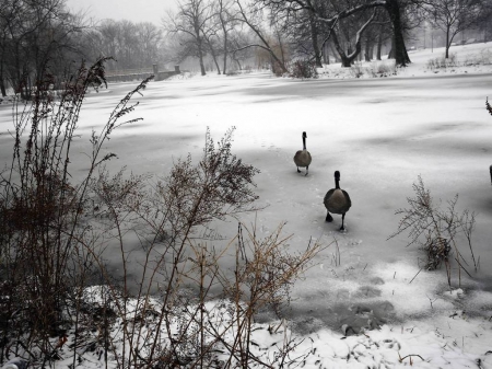 Winter - winter, ice, cold, snow