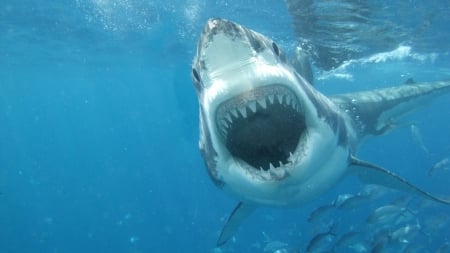 Great White Shark! - great, shark, white, animal