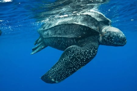 Leatherback sea turtle - lute, sea turtle, leatherback, underwater