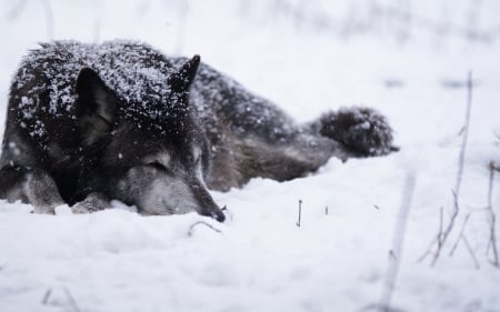 wolves - abstract, grey wolf, nature, wolf, majestic, canine, friendship, arctic