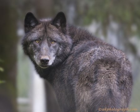 black-timber-wolf - wolf, nature, abstract, majestic, canine, friendship, arctic, grey wolf