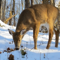 Winter Deer