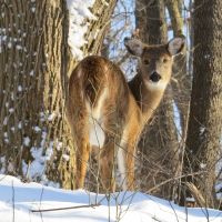 Winter Deer