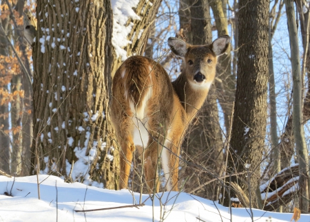 Winter Deer - nature, december, winter, animal, deer