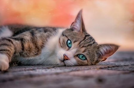 Adorable Cat - cat face, cat, eyes, kitty, animals, kitten, paws, face, pretty, cats, cat eyes, sweet, cute