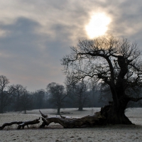 gnarled trees under overcast sky