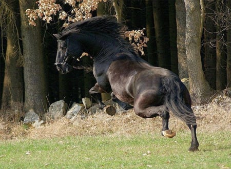 the wild one - horse, trees, wild, black, rocks