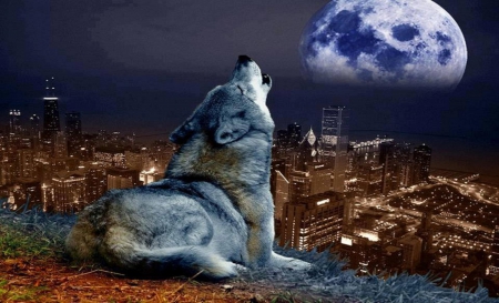 sing to the moon - wolf, lights, city, moon, dark, night