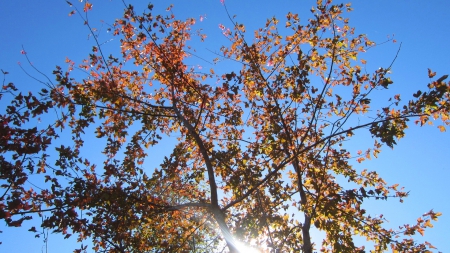 Tree - Tree, beautiful, sunny day, light, maple