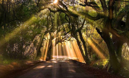 Shafts of sun - rays, sunshine, forest, trees