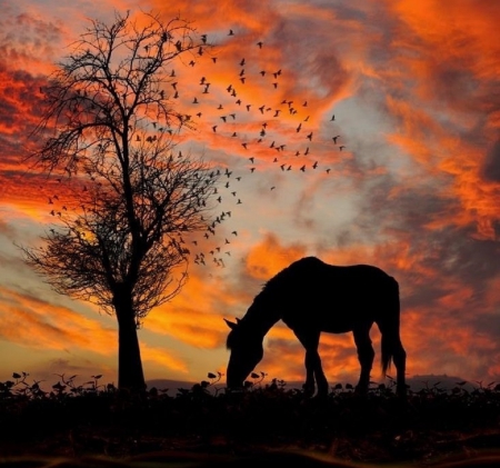 Sunset - tree, horse, sunset, black