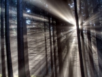 sunbeams through a forest