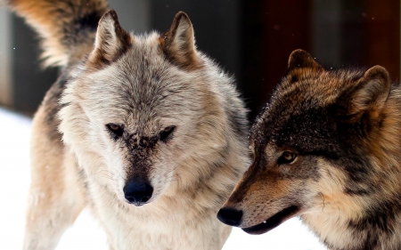 body guards - abstract, grey wolf, nature, wolf, majestic, canine, friendship, arctic