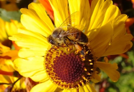 Bee. - nature, flowers, macro, animals