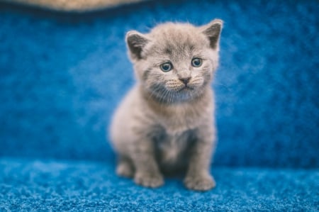 Cat - pretty, cat face, sleepy, paws, kitten, cats, face, sleeping, hat, beautiful, beauty, lovely, sweet, cat, cute, animals, kitty