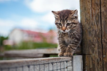 Cat - sleepy, cute, beautiful, cat, sleeping, kitty, cats, hat, cat face, paws, face, animals, pretty, beauty, sweet, kitten, lovely