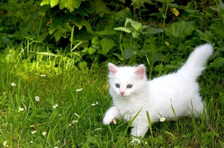 Cat - sleeping, beauty, cat face, hat, animals, sleepy, paws, face, pretty, cute, cat, kitty, lovely, kitten, cats, beautiful, sweet