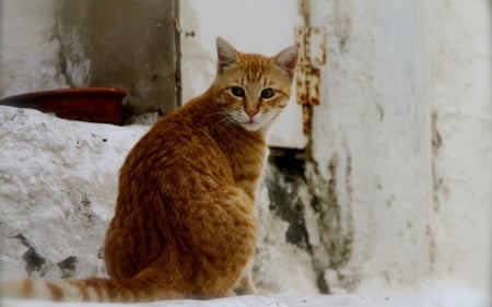 Cat - pretty, cat face, sleepy, paws, kitten, cats, face, sleeping, hat, beautiful, beauty, lovely, sweet, cat, cute, animals, kitty