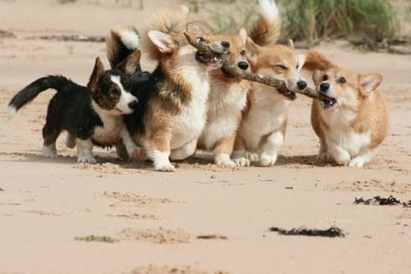 puppies corgi - dogs, nature, cute, puppies