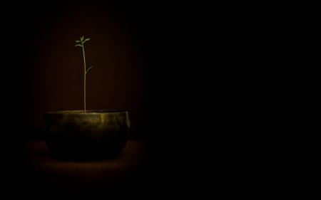 plant - pot, wallpaper, plant, green