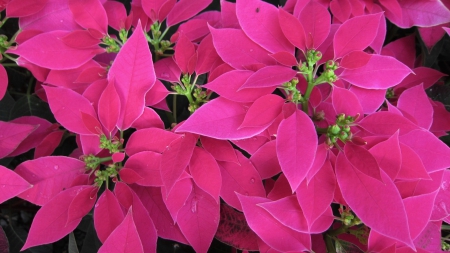 Poinsettia - Euphorbia pulcherrima, Christmas floral displays, pink, leaves