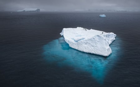 penguins hitching a ride on an iceberg - penguins, iceberg, sea, blue