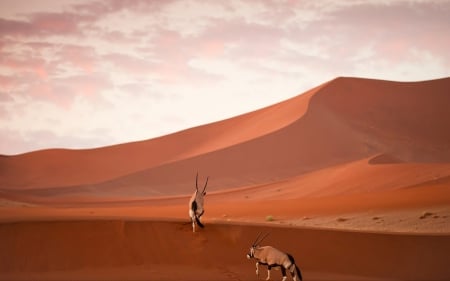 african eland in a desert - sky, desert, deer, dunes