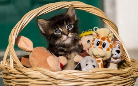 Toys :) - toy, animal, funny, kitten, cat, basket