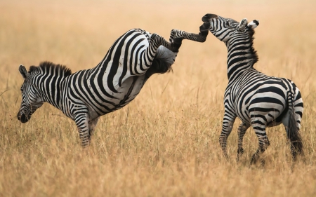 the zebra version of an uppercut - grass, kick, savanna, zebras