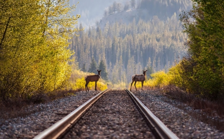 a couple of deer waiting for a train - train, tracks, forest, deer