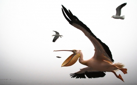 pelican catching a flying fish - fish, pelican, seagulls, overcast