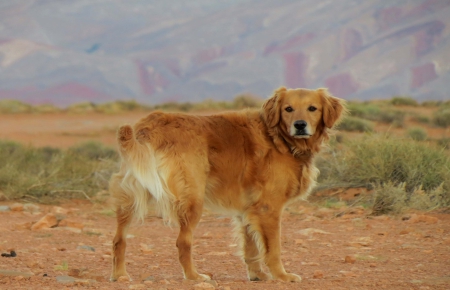 Well, Are You Coming - mouth, legs, dog, fur, nose, nature, dirt, field, day, animals