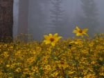 Field of Wild Yellow Daisies