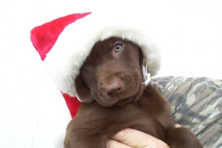 Adorable - hat, adorable, puppy, santa claus, christmas, white, dog, red, animal, cute