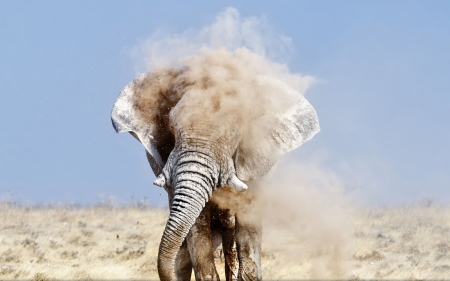 an elephant taking a dirt shower - dirt, elephant, savanna, sky