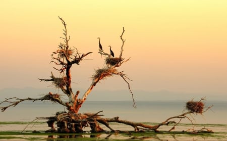 crane nests on a tree in a lake