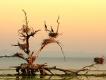 crane nests on a tree in a lake